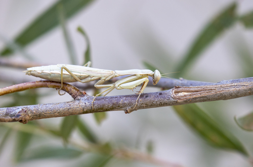 iNaturalist observation photo of Mediterranean Mantis