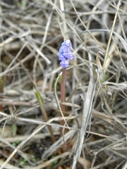 Muscari parviflorum