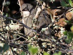 Apalis thoracica capensis