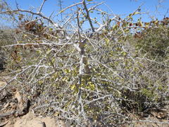 Condalia globosa