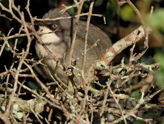 Apalis thoracica capensis