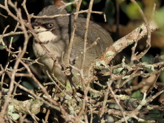 Apalis thoracica capensis