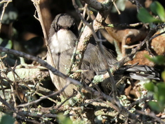 Apalis thoracica capensis