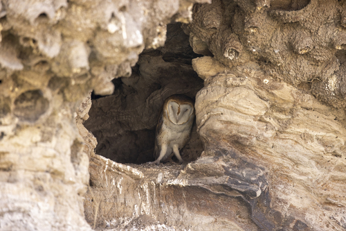 iNaturalist observation photo of American Barn Owl