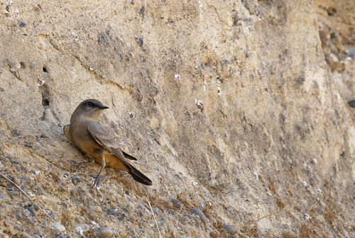 iNaturalist observation photo of Say's Phoebe