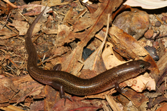 Eremiascincus isolepis