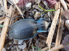 Carabus amplipennis