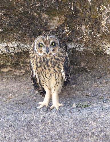 iNaturalist observation photo of Short-eared Owl
