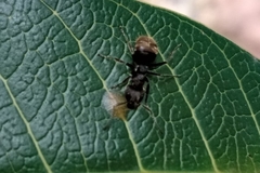 Dolichoderus bispinosus