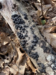 Annulohypoxylon annulatum