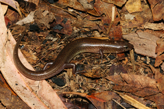 Eremiascincus isolepis