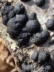 Annulohypoxylon annulatum