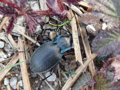 Carabus amplipennis