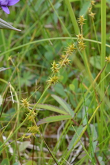 Carex echinata echinata