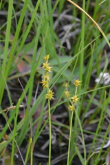 Carex echinata echinata