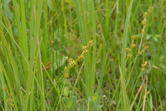 Carex echinata echinata
