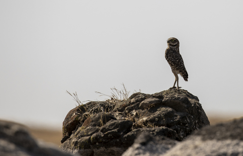 iNaturalist observation photo of Burrowing Owl