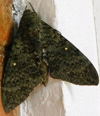 Manduca muscosa