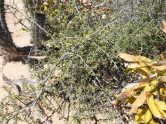 Condalia globosa
