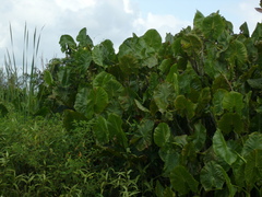 Montrichardia linifera
