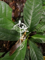 Brunneocorticium corynecarpon