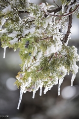 Juniperus foetidissima