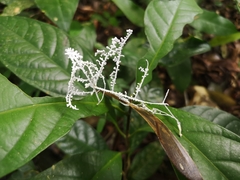 Brunneocorticium corynecarpon