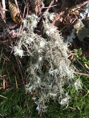 Usnea quasirigida