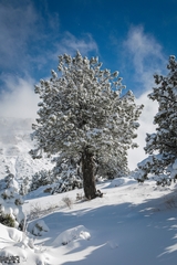 Juniperus foetidissima