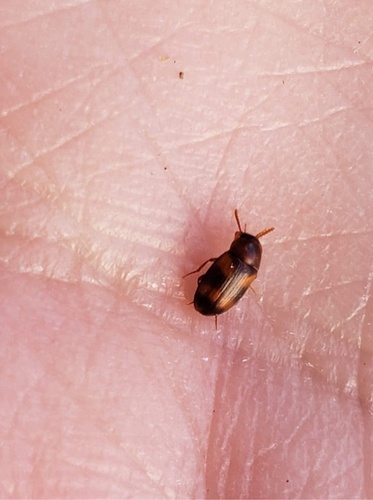 Darkling beetle photo 4