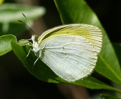 Eurema elathea flavescens
