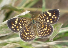 Phystis simois variegata