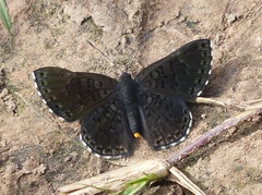 Exoplisia myrtis
