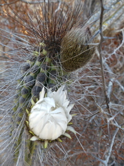 Eulychnia taltalensis