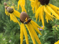 Andrena rudbeckiae