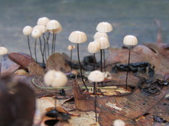 Marasmius bulliardii