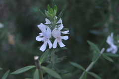 Westringia fruticosa