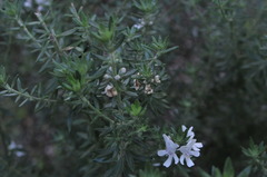 Westringia fruticosa