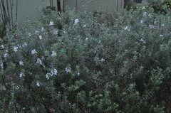 Westringia fruticosa