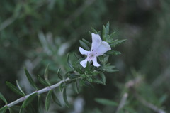 Westringia fruticosa