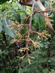 Palicourea padifolia