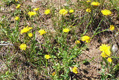 Coleostephus myconis