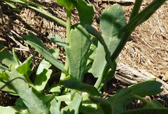 Coleostephus myconis