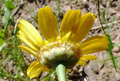 Coleostephus myconis