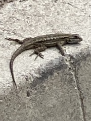 Sceloporus occidentalis
