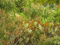 Miconia caudata