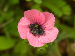Linum pubescens