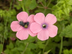 Linum pubescens
