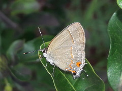 Arzecla tucumanensis