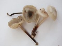 Marasmius wynneae
